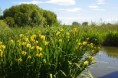 /album/a2017-06-landes1/a28-orx-5-jpg/